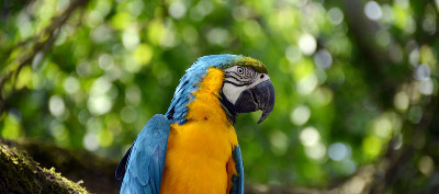 perroquet dans la jungle