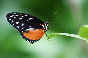 image papillon