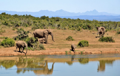 illustration éléphants afrique